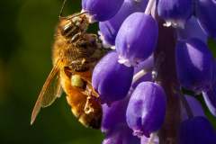Bee on Grape Hyacinth