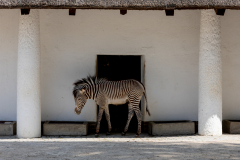 Berlin Zoo